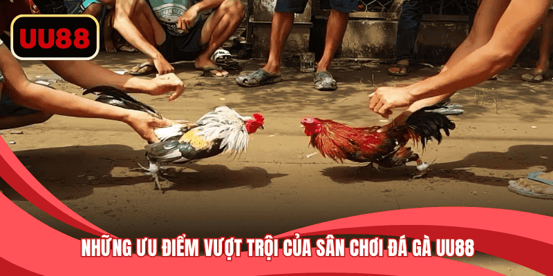 Những ưu điểm vượt trội của sân chơi đá gà
