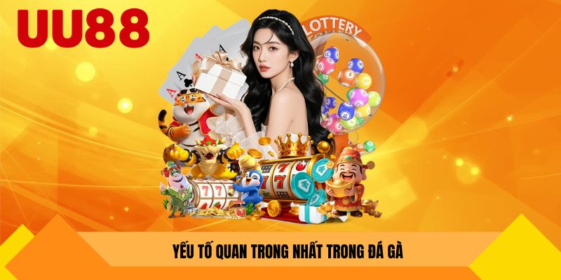 Yếu tố quan trong phức tạp nhất trong đá gà